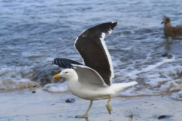 Seagulls Habitat Wildness Concept — Stock Photo, Image