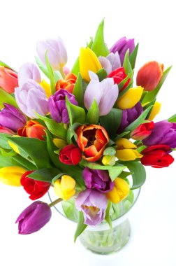 scenic view of beautiful tulip flowers clipart