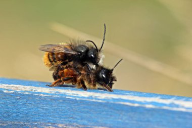 Horned wall bees at mating clipart