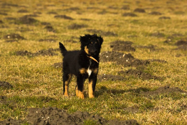 Mit Den Hunden Gasthof — Stockfoto