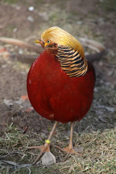 Vista Panorâmica Pássaro Faisão — Fotografia de Stock