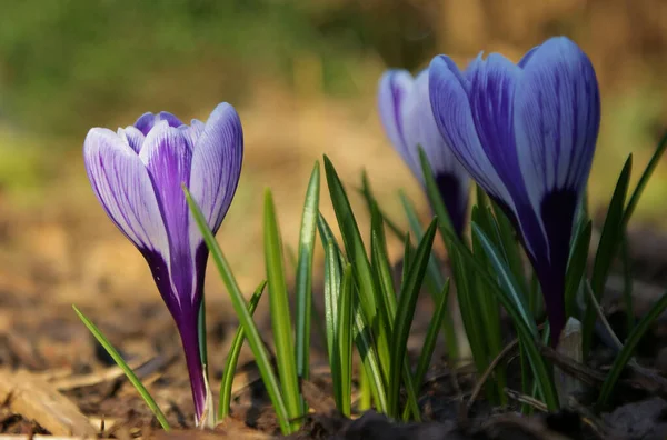 Krokus Kwiaty Krokusa Płatki Wiosennej Flory — Zdjęcie stockowe