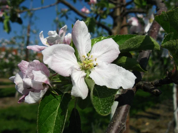 apple blossom tree in spring, flora and flowers