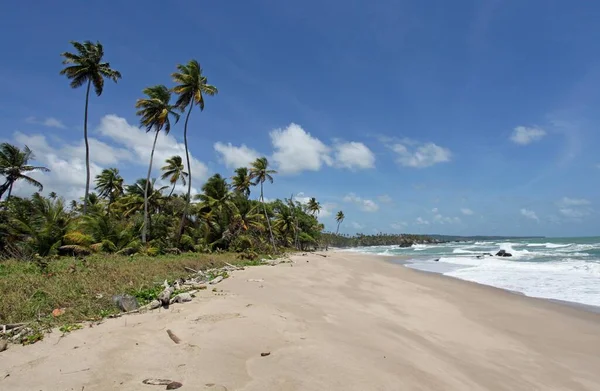 Тропічний Пляж Пальмами Синім Небом — стокове фото