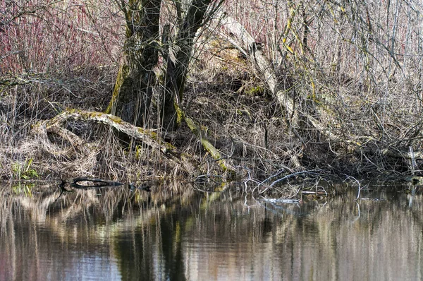 Shore Landschap Een Spiegel Afbeelding — Stockfoto