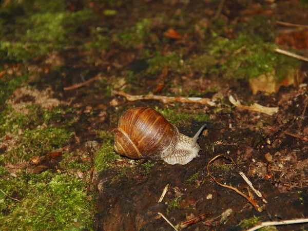 Μαλάκια Ασπόνδυλων Του Είδους Snail Helix Pomatia — Φωτογραφία Αρχείου