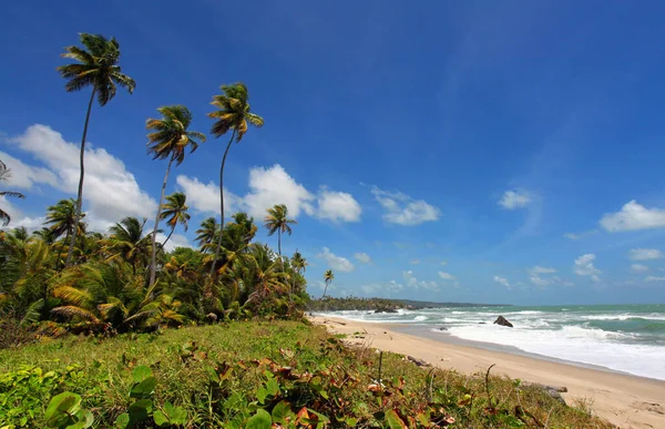 Rampanalgas Bay Trinidad Hoge Kleurverzadiging — Stockfoto