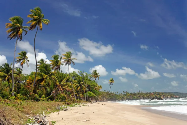 Rampanalgas Bay Trinidad Hoge Kleurverzadiging — Stockfoto