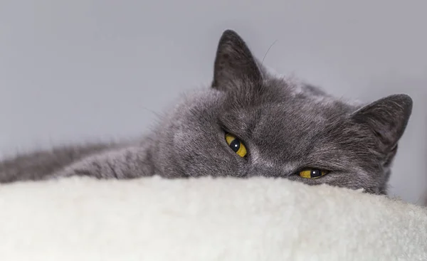 Утомленная Лежа Кошка Британская Стрижка — стоковое фото