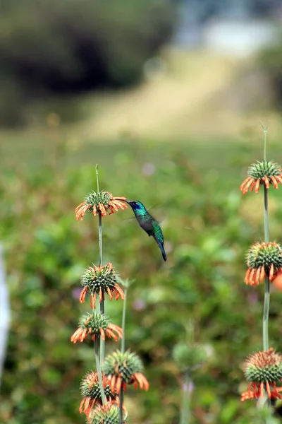 Ein Glitzernder Veilchen Kolibri Schwebt Während Der Bestäubung Einer Blume — Stockfoto