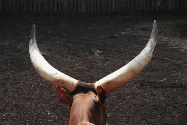 Buffalo Desierto — Foto de Stock