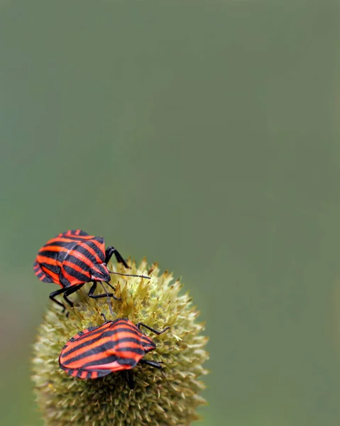 Closeup Του Bug Στην Άγρια Φύση — Φωτογραφία Αρχείου