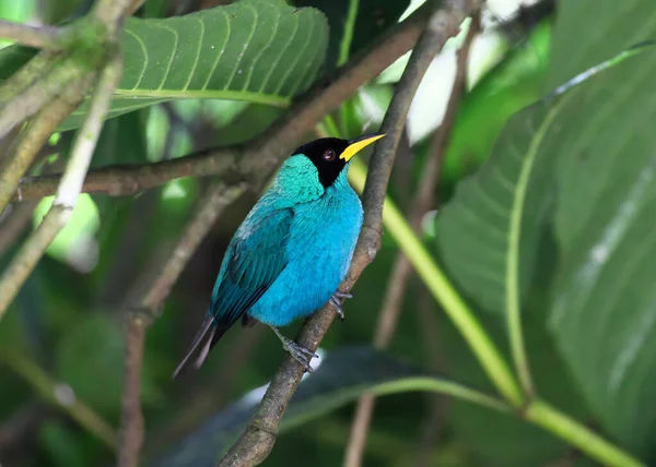 Colibri Gorge Bleue Perché Sur Une Branche — Photo