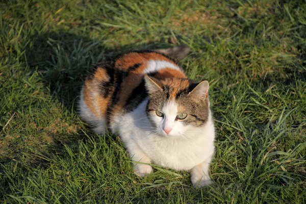 Трикольоровий Щасливий Кіт — стокове фото