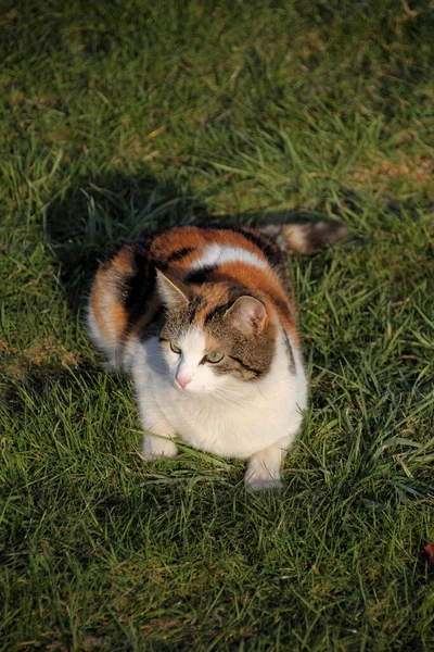 Renkli Şanslı Kedi — Stok fotoğraf