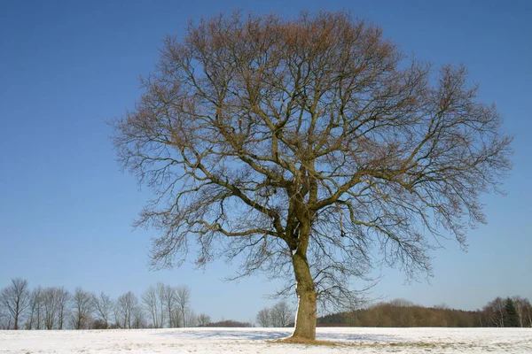 冬季的茎橡木 — 图库照片
