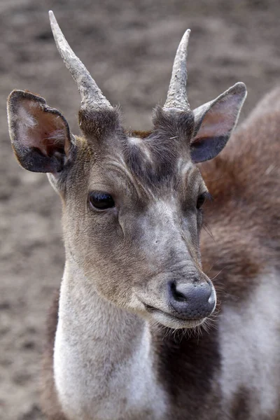 Jelení Zvěř Přírodní Fauna — Stock fotografie