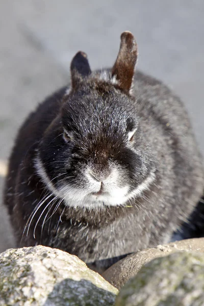 可愛いウサギの写真 — ストック写真