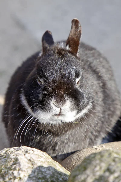 Foto Van Schattig Konijn — Stockfoto