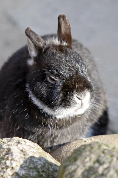 Foto Van Schattig Konijn — Stockfoto