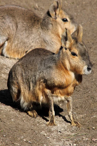 Grote Mara Dolichotis Patagonum — Stockfoto