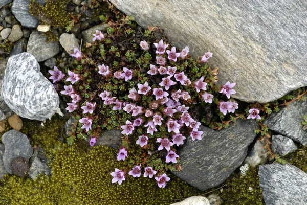 Saxifraga Oppositifolia Juvasshytta Εθνικό Πάρκο Jotunheimen Oppland Νορβηγία — Φωτογραφία Αρχείου