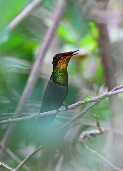 Schöne Aussicht Auf Den Kolibri — Stockfoto
