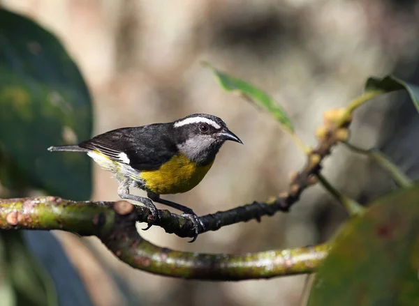 Great Tit Parus Major Sitting Branch — Zdjęcie stockowe