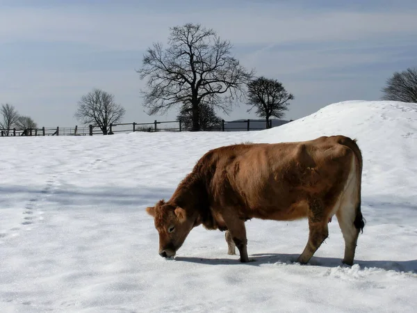 Cow Snowy Meadow — Stock Photo, Image