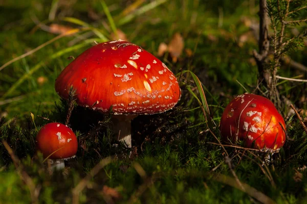 Les Crapauds Rouges Appartiennent Groupe Des Champignons Toxiques — Photo