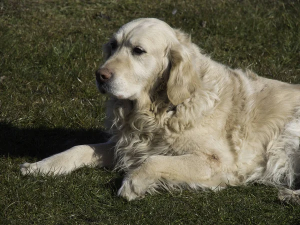 Porträt Eines Süßen Hundes — Stockfoto