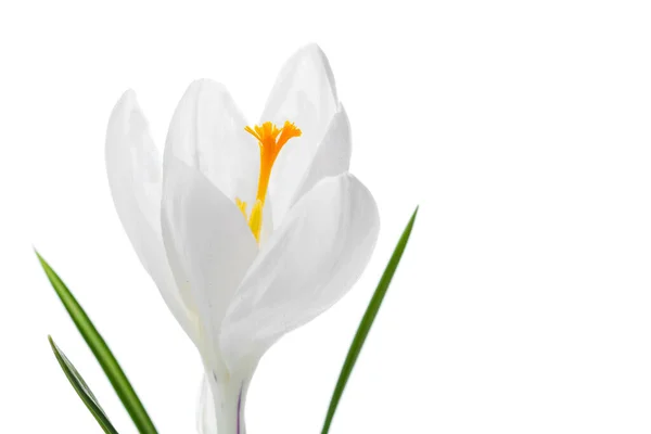 Crocus Crocus Květiny Okvětní Lístky Jarní Flóry — Stock fotografie