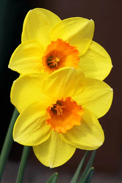 Pétalas Flores Primavera Narcissus Daffodil — Fotografia de Stock