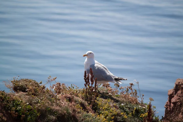 Mouette Sur Mer — Photo