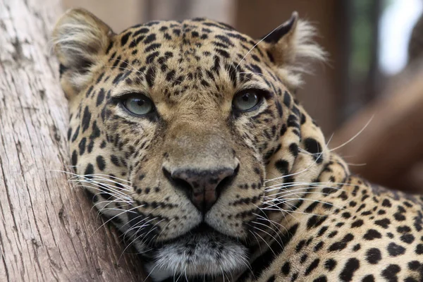 Leopardo Cazador Grande Gato — Foto de Stock