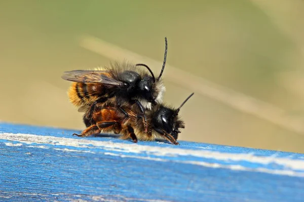 角の壁の蜂が交尾し — ストック写真