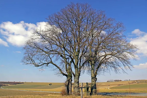 Árvore Solitária Campo — Fotografia de Stock