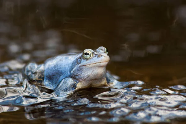 池の中のカエル — ストック写真