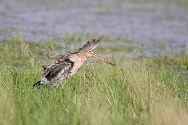 Stockente Auf Dem Gras — Stockfoto