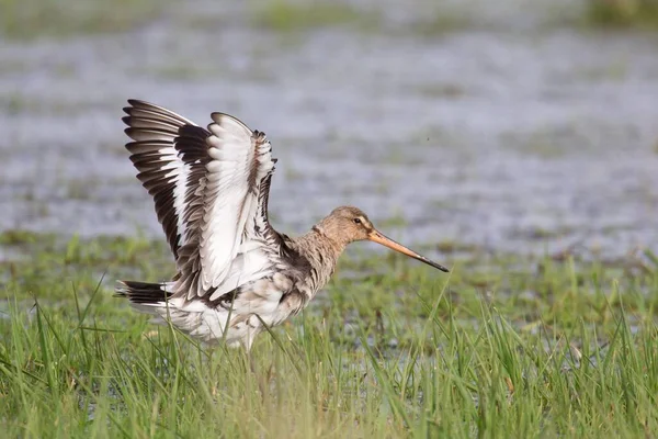 Wielki Żal Ardea Alba Locie — Zdjęcie stockowe