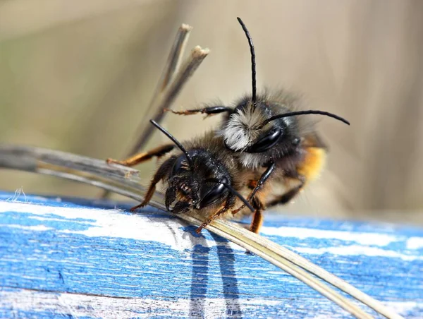 Gehoornde Muurbijen Bij Het Paren — Stockfoto