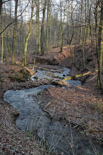 Blutbach Rezerwacie Przyrody Totental Hohenstein — Zdjęcie stockowe