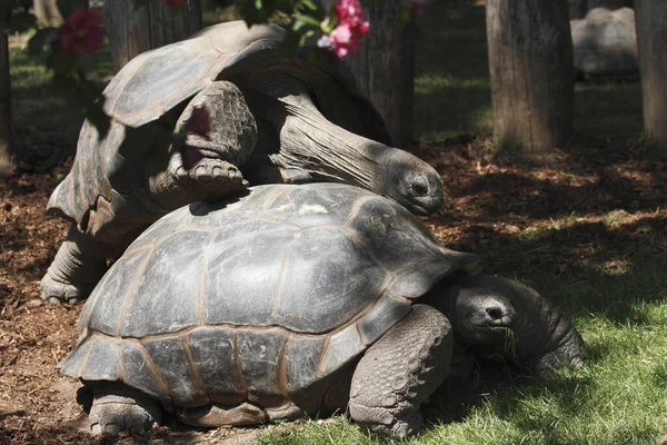 Sköldpaddsreptil Djurödla — Stockfoto