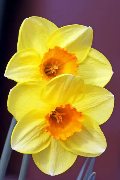 Gula Vårblommor Kronblad Narcissus — Stockfoto