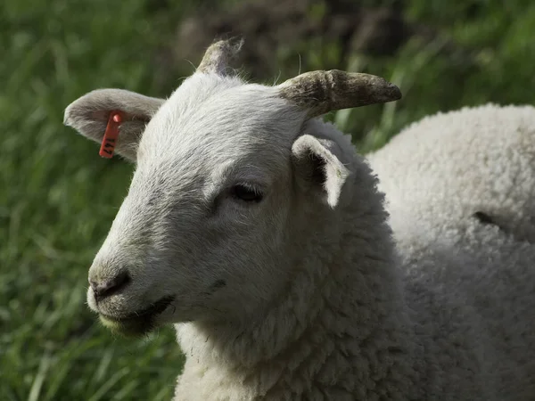 Вівці Полі — стокове фото