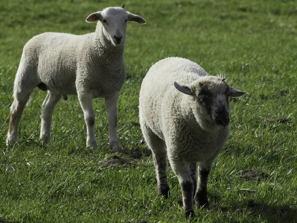 Két Bárány Mezőn — Stock Fotó