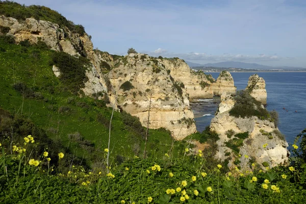 Oxalis Pes Caprae Ponta Piedade Lagos Algarve Portugal — стокове фото