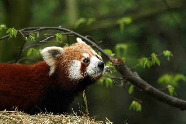 Kırmızı Panda Ailurus Fulgens — Stok fotoğraf