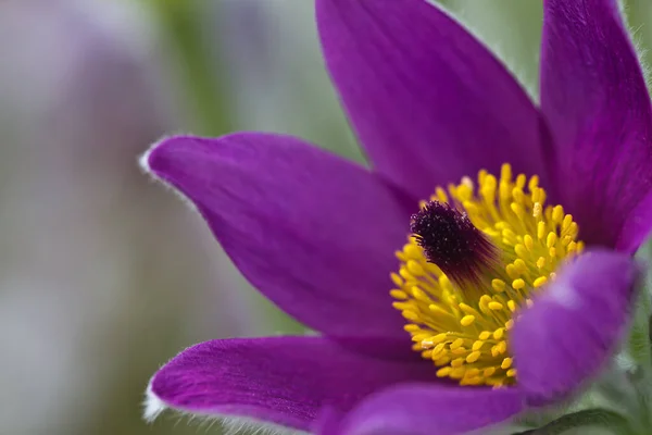 Macro Shot Une Fleur Violette — Photo