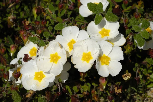 Sage Leaved Cistrose Ponta Piedade Lagos Algarve Portugal — 스톡 사진